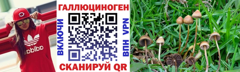 Псилоцибиновые грибы прущие грибы  купить наркотики сайты  Красный Кут 
